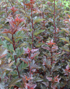 Physocarpus opulifolius Summer Wine ® - Physcocarpe à feuilles d'obier - vue d'ensemble