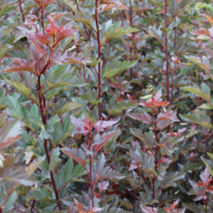 Physocarpus opulifolius Summer Wine ® - Physcocarpe à feuilles d'obier - vue d'ensemble