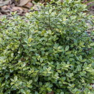 Pittosporum tenuifolium - Pittospore à petites feuilles - vue d'ensemble