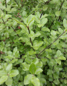 Pittosporum tenuifolium - Pittospore à petites feuilles - feuillage