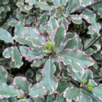 Pittosporum tenuifolium Elizabeth - Pittospore à petites feuilles - feuillage