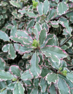 Pittosporum tenuifolium Elizabeth - Pittospore à petites feuilles - feuillage