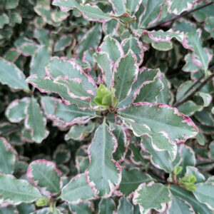 Pittosporum tenuifolium Elizabeth - Pittospore à petites feuilles - feuillage