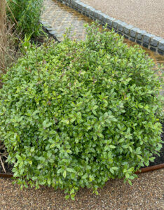 Pittosporum tenuifolium Golf Ball ® - Pittospore à petites feuilles - vue d'ensemble