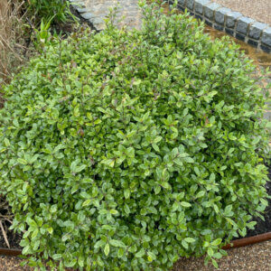 Pittosporum tenuifolium Golf Ball ® - Pittospore à petites feuilles - vue d'ensemble