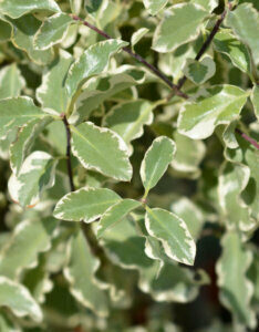 Pittosporum tenuifolium Silver Queen - Pittospore à petites feuilles panaché - feuillage