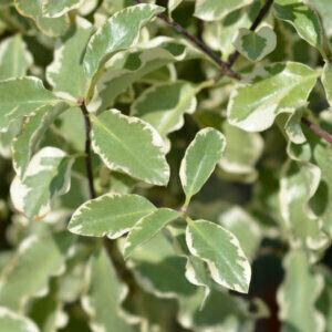 Pittosporum tenuifolium Silver Queen - Pittospore à petites feuilles panaché - feuillage