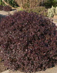Pittosporum tenuifolium Tom Thumb - Pittospore à petites feuilles - vue d'ensemble