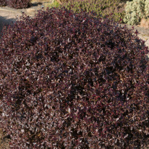 Pittosporum tenuifolium Tom Thumb - Pittospore à petites feuilles - vue d'ensemble