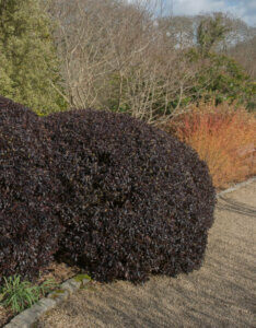 Pittosporum tenuifolium Tom Thumb - Pittospore à petites feuilles - Vue d'ensemble