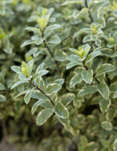 Pittosporum tenuifolium Variegatum - Pittospore à petites feuilles panaché - Feuillage