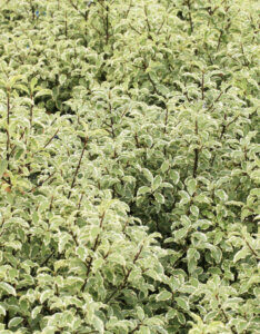 Pittosporum tenuifolium Variegatum - Pittospore à petites feuilles panaché - feuillage