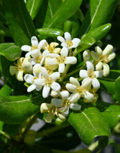 Pittosporum tobira Nanum - Pittospore du Japon compact - Fleurs