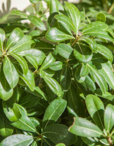 Pittosporum tobira Nanum - Pittospore du Japon compact - feuillage