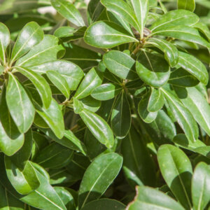Pittosporum tobira Nanum - Pittospore du Japon compact - feuillage
