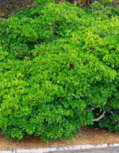 Pittosporum tobira - Pittospore du Japon - vue d'ensemble