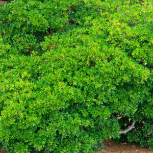 Pittosporum tobira - Pittospore du Japon - vue d'ensemble