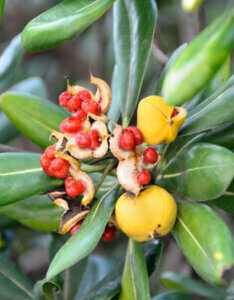 Pittosporum tobira - Pittospore du Japon - Fructification