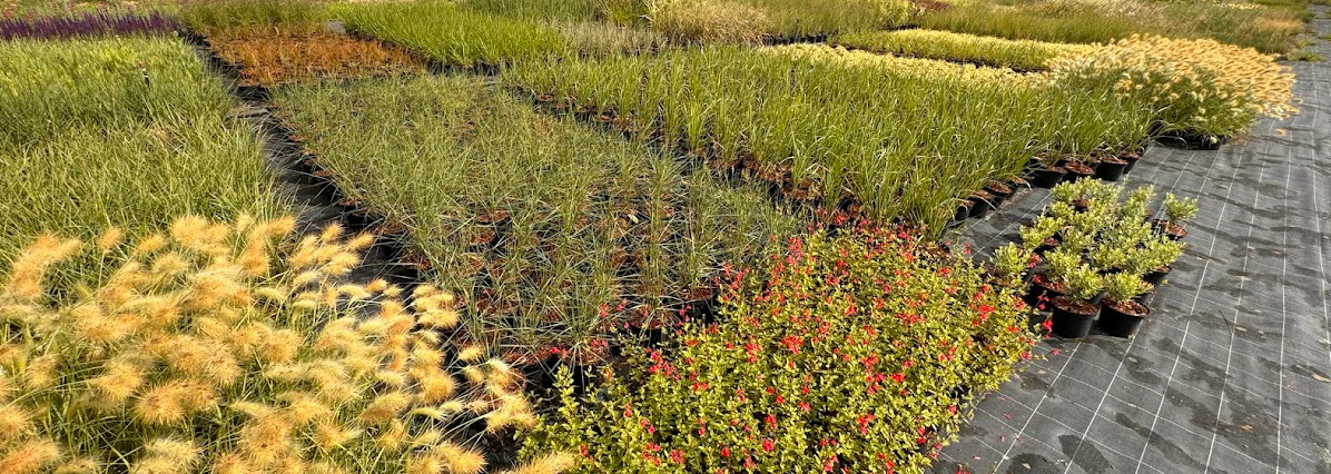 Plantes vivaces en extérieur