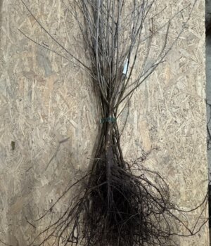 Plants en racines nues Plants en racines nues