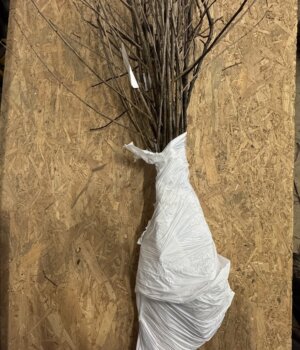 Plants en racines nues emballés Plants en racines nues emballés