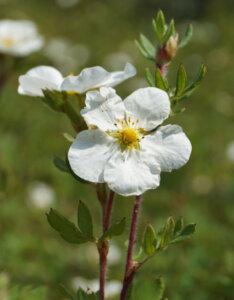 Potentilla fruticosa Abbotswood - Potentille arbustive blanche - Fleur