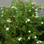Potentilla fruticosa Abbotswood - Potentille arbustive blanche - vue d'ensemble