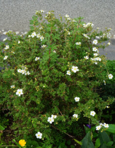 Potentilla fruticosa Abbotswood - Potentille arbustive blanche - vue d'ensemble