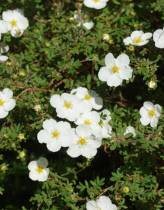 Potentilla fruticosa Abbotswood - Potentille arbustive blanche - fleurs et feuillage