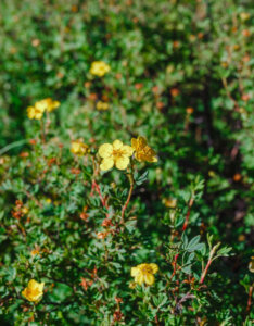 Potentilla fruticosa Goldfinger - Potentille arbustive jaune - Feuillage et fleurs