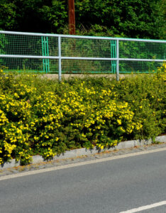 Potentilla fruticosa Goldfinger - Potentille arbustive jaune - vue d'ensemble