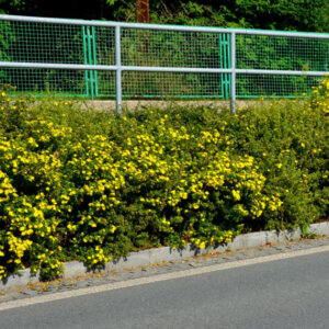 Potentilla fruticosa Goldfinger - Potentille arbustive jaune - vue d'ensemble