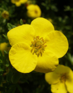 Potentilla fruticosa Kobold - Potentille arbustive jaune - fleur