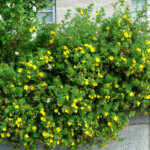 Potentilla fruticosa Kobold - Potentille arbustive jaune - vue d'ensemble