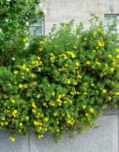 Potentilla fruticosa Kobold - Potentille arbustive jaune - vue d'ensemble