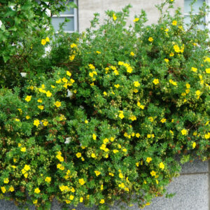 Potentilla fruticosa Kobold - Potentille arbustive jaune - vue d'ensemble