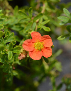 Potentilla fruticosa Marian Red Robin - Potentille arbustive orange - fleur et feuillage