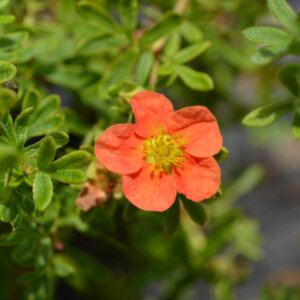 Potentilla fruticosa Marian Red Robin - Potentille arbustive orange - fleur et feuillage