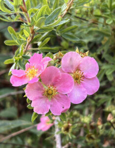 Potentilla fruticosa Pink Beauty ® - Potentille arbustive rose - fleurs