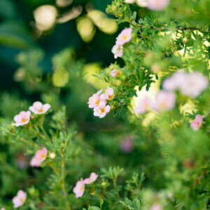 Potentilla fruticosa Pink Beauty ® - Potentille arbustive rose - vue d'ensemble