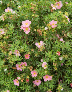Potentilla fruticosa Pink Beauty ® - Potentille arbustive rose - Vue d'ensemble