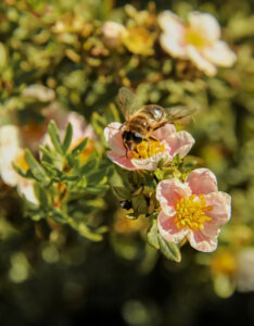Potentilla fruticosa Pink Queen =Blink - Potentille arbustive rose - fleurs