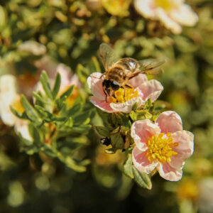Potentilla fruticosa Pink Queen =Blink - Potentille arbustive rose - fleurs