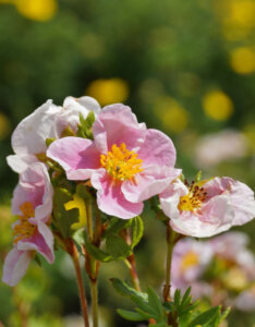 Potentilla fruticosa Pink Queen =Blink - Potentille arbustive rose - Fleurs
