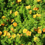 Potentilla fruticosa Red Ace - Potentille arbustive orange - vue d'ensemble