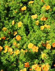 Potentilla fruticosa Red Ace - Potentille arbustive orange - vue d'ensemble