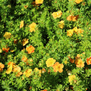 Potentilla fruticosa Red Ace - Potentille arbustive orange - vue d'ensemble