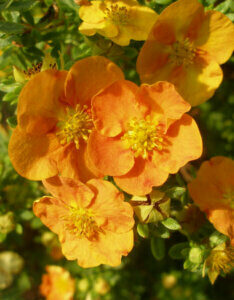 Potentilla fruticosa Tangerine - Potentille arbustive jaune - fleurs