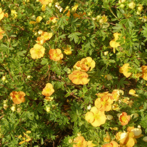 Potentilla fruticosa Tangerine - Potentille arbustive jaune - vue d'ensemble