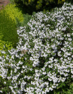 Prostanthera cuneata - Buisson de menthe - vue d'ensemble